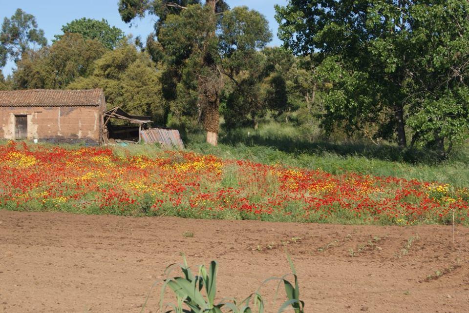 Apartamentos Bau-Doce Cercal do Alentejo Zewnętrze zdjęcie